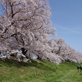 淀川背割堤桜並木