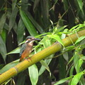 写真: 竹が好きな幼鳥