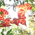 写真: 蔦の紅葉