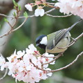 写真: 四十雀桜を喰らう