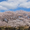 写真: 新池桜
