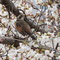 写真: 桜ツグミ