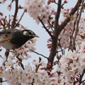写真: 桜ムクドリ