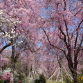写真: 青空から桜のシャワー