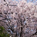写真: 退蔵院 　紅しだれ桜