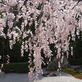 写真: 退蔵院 　紅しだれ桜と陽の庭
