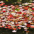 Photos: 川に浮かぶ落葉