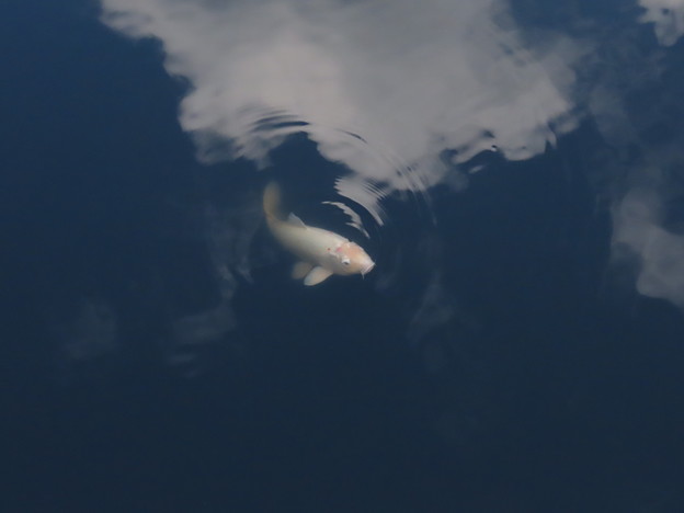Photos: 鯉 青空を泳ぐ