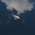 Photos: 鯉 青空を泳ぐ
