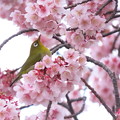 Photos: 3月2日桜メジロ (66)これ