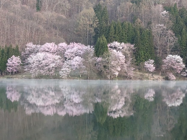 4月18日中綱湖桜 (2)