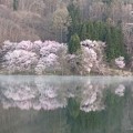 写真: 4月18日中綱湖桜 (2)