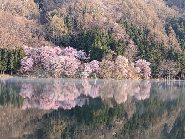 写真: 4月18日中綱湖桜 (3)