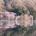 写真: 4月18日中綱湖桜 (3)