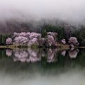 写真: 4月19日中綱湖霧桜 (2)