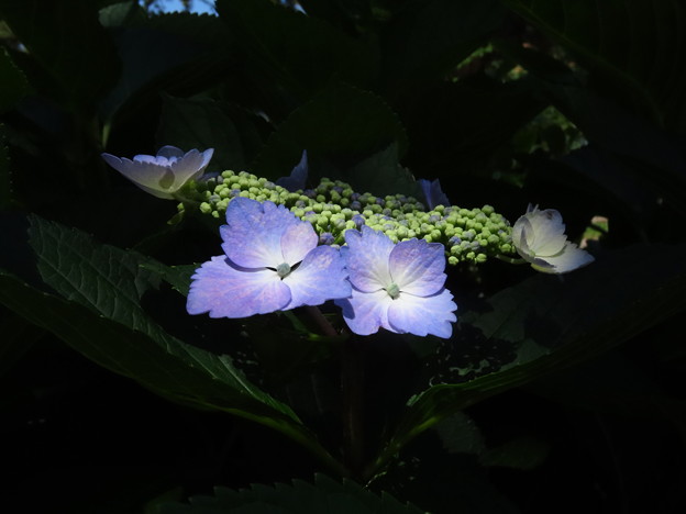 6月3日紫陽花