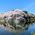 写真: 4月12日彦根城桜