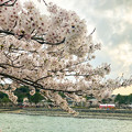 宇治川と満開の桜
