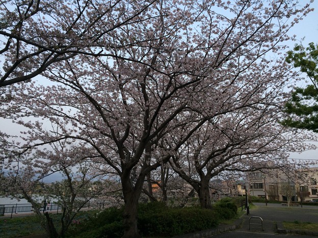 写真: 門池公園の桜１