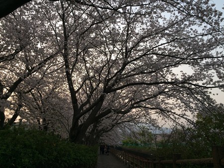 門池公園の桜５