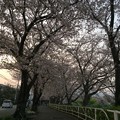 写真: 門池公園の桜８