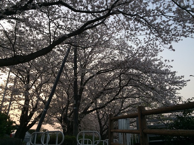 写真: 門池公園の桜10