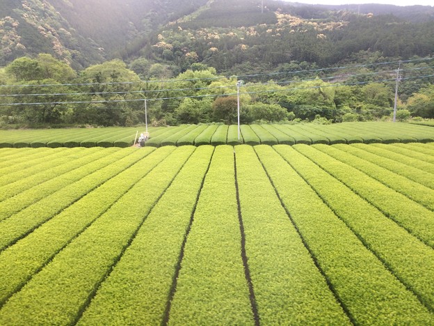 大井川鐵道沿線の茶畑５
