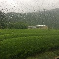 写真: 大井川鐵道沿線の茶畑10