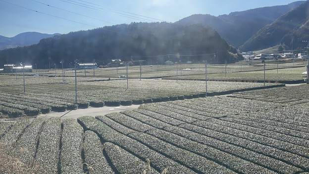 大井川鐵道沿線の茶畑12