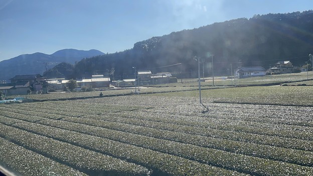 大井川鐵道沿線の茶畑13