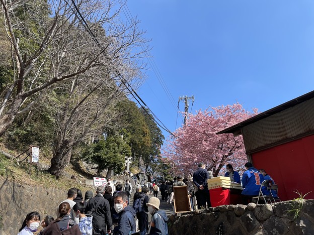 素盞鳴神社と河津桜１