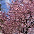 Photos: 素盞鳴神社と河津桜３