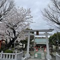 写真: 2022吉原天神社の桜５