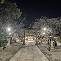 20221231夜の日枝神社