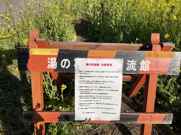 写真: 菜の花迷路　注意事項　〜日野の菜の花畑８〜