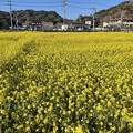 写真: 日野の菜の花畑12