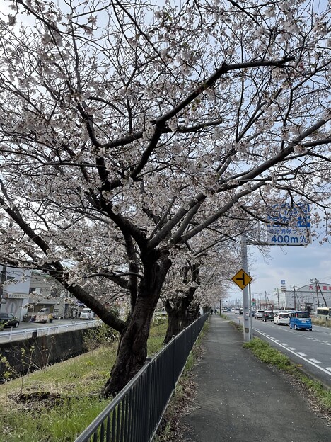 R1の桜並木2023   ２