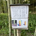 写真: 韮山竹と千利休