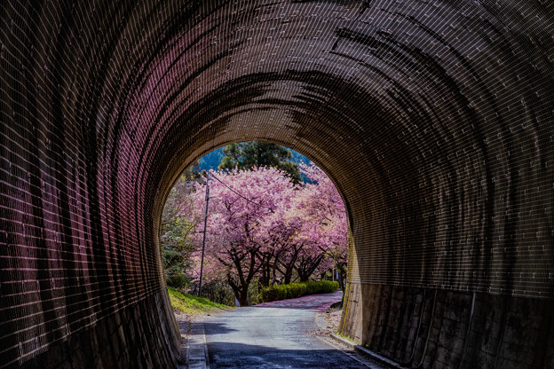 Photos: 春の色