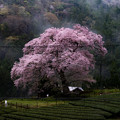 写真: 牛代の水目桜