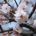 写真: 盛りを過ぎた梅の花