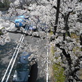 写真: 車道の上の桜も満開