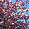 写真: 八重桜満開