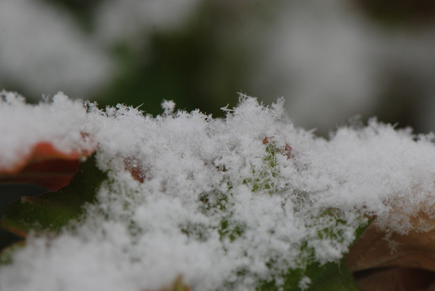 写真: 雪の結晶２
