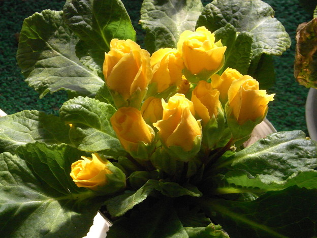 プリムラバラ咲き黄