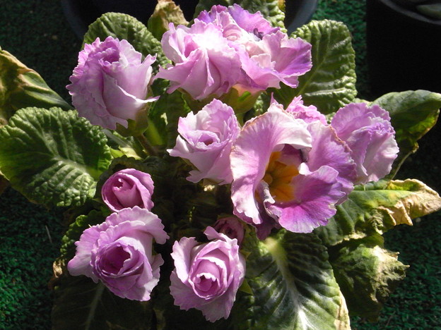 プリムラバラ咲き紫