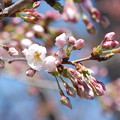 Photos: 桜の開花2022.3.24