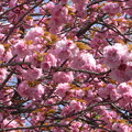 八重桜開花022.4.12