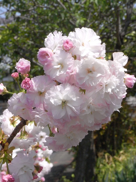 別の八重桜