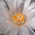 写真: アリオカルプスの花アップ